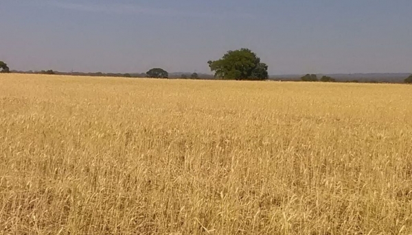 Sur salteño: La sequía afecta los cultivos de trigo y de garbanzo