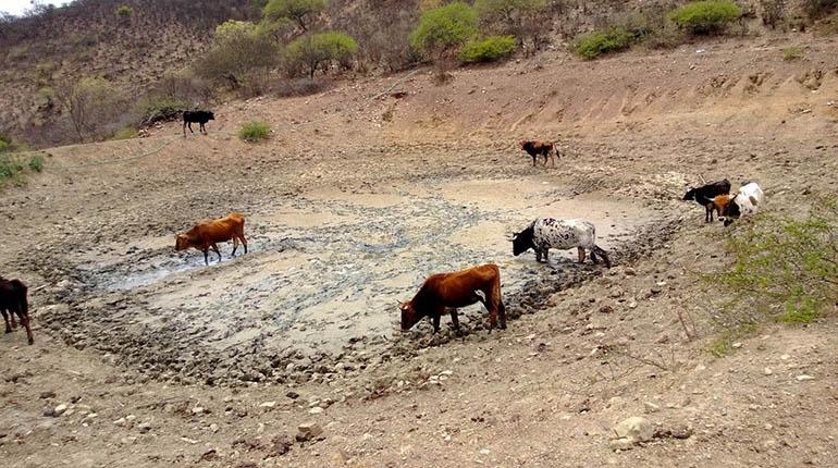 El sector ganadero ya tiene la emergencia agropecuaria que reclamaba (en 10 departamentos salteños)