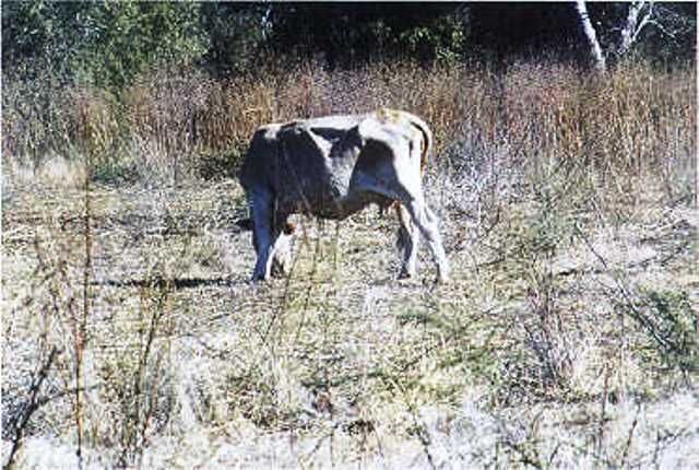 Por la sequía, son pesimistas las previsiones en el campo salteño