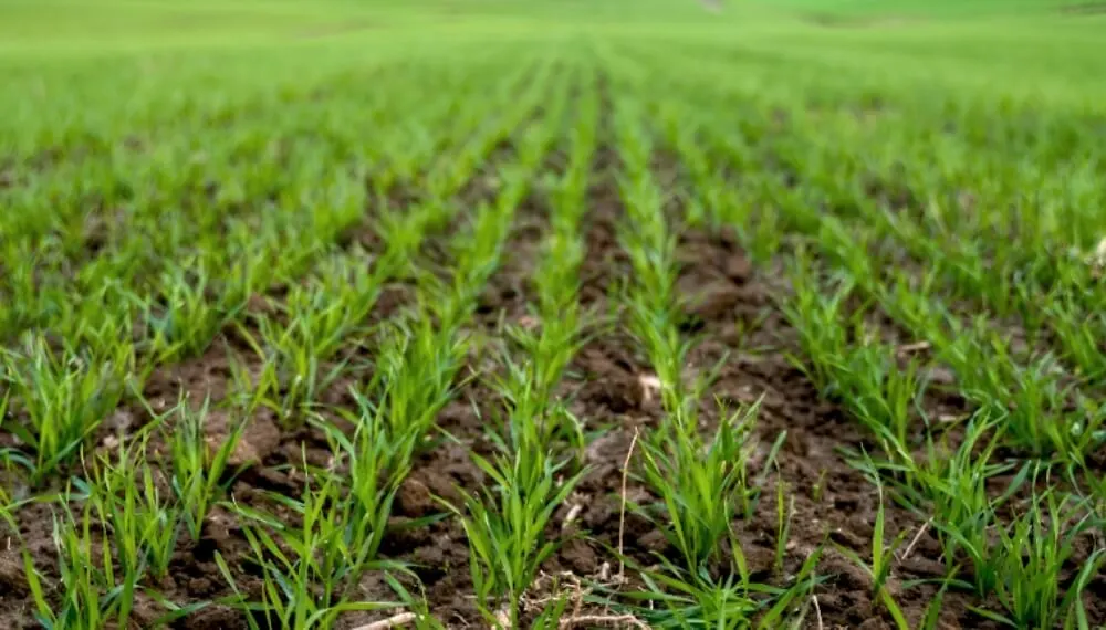 Afirman que El Niño podría instalarse entre junio y agosto