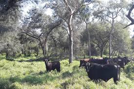 Salta presenta un proyecto innovador para proteger sus bosques y fomentar el desarrollo inclusivo