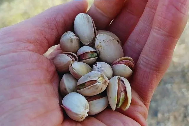Crece en Argentina el interés inversor en el pistacho