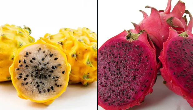 Conoce la pitahaya, o "fruta del dragón“, que se produce en Orán