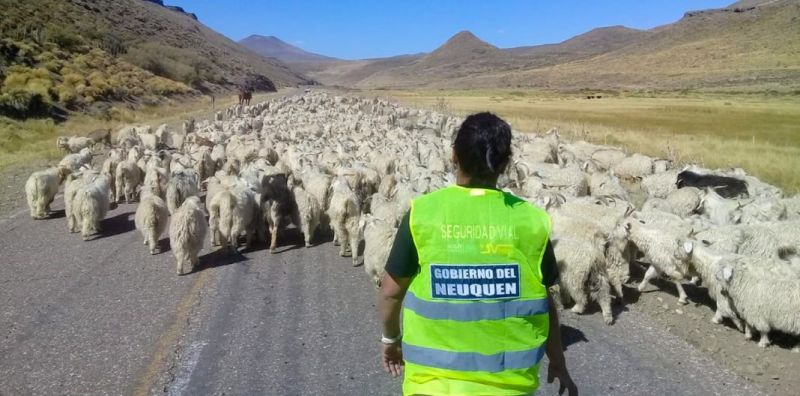 Comenzó el Operativo Trashumancia Zona Norte 2019