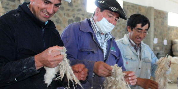 Neuquén apuesta a las buenas prácticas de producción y obtención de mohair
