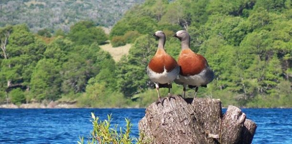 Turismo promueve la observación de aves en Neuquén