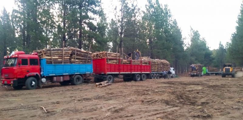El Operativo Leña presenta un 60 por ciento de avance