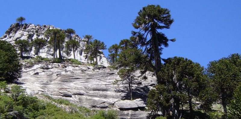 Capacitan para formular planes y proyectos de bosque nativo