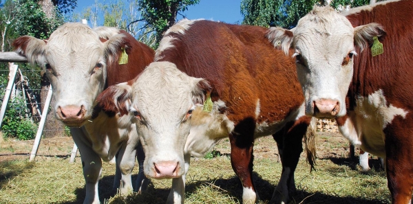 Convocan a ofertar animales para el remate de invernada del norte neuquino