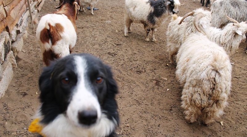 Perros protectores para mitigar la depredación de ganado
