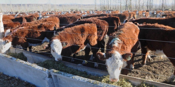 Financian proyecto para combatir el SUH desde la cadena de producción