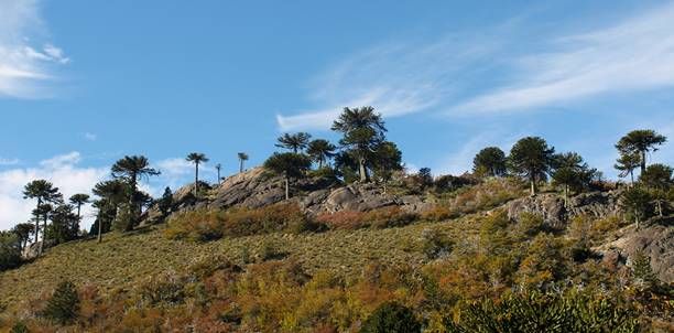 Formulación de planes y proyectos de bosque nativo