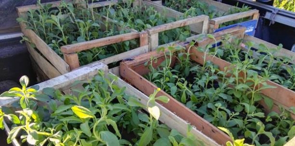 Realizarán pruebas para cultivar stevia en Neuquén