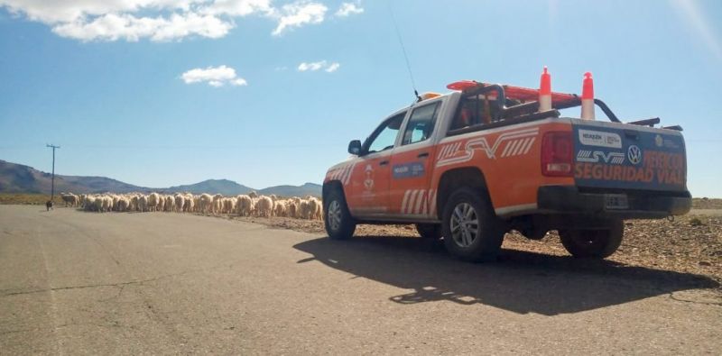 Seguridad Vial comenzó el operativo de trashumancia hacia tierras bajas