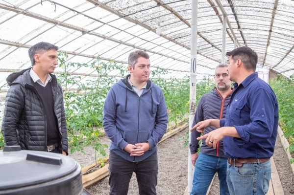 EL MUNICIPIO CERCA DE LA PRIMERA PRODUCCIÓN PROPIA DE TOMATES