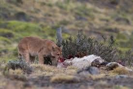 Jefe comunal de Manzano Amargo preocupado por los pumas