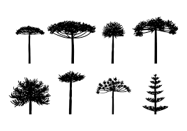 Araucarias sabias: un estudio demuestra que se reproducen más durante las sequías