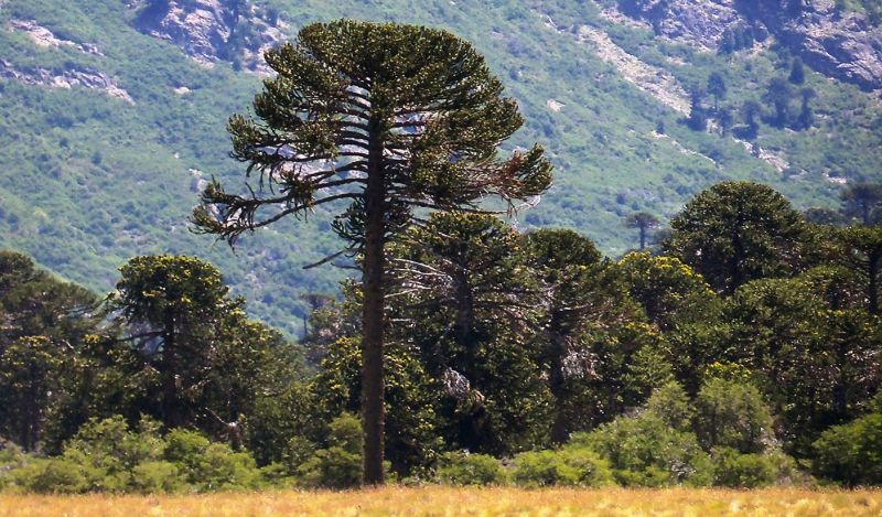 La araucaria, especie protegida