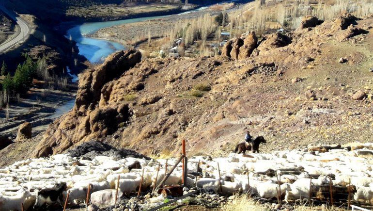 Los Faúndez y el último arreo de invierno en el norte neuquino