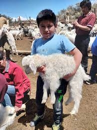 Luis, el pequeño arriero de la trashumancia neuquina
