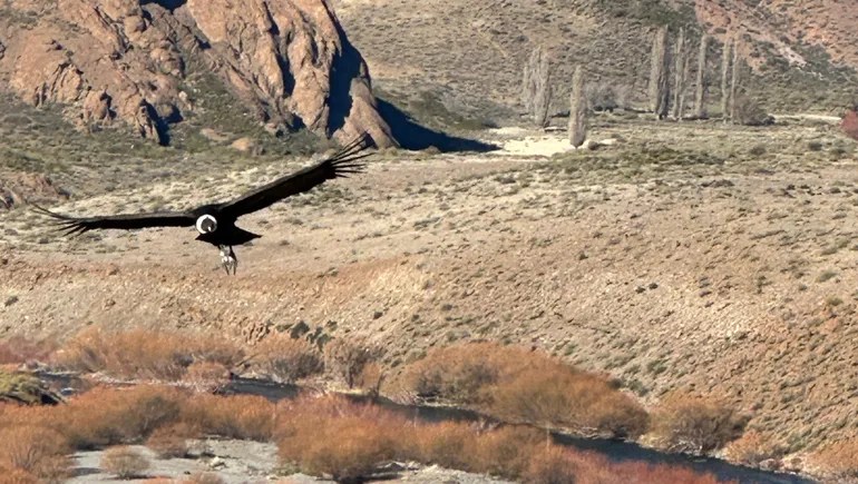 Volvían de atender un reclamo y se cruzaron a un cóndor que voló a pocos metros de la tierra