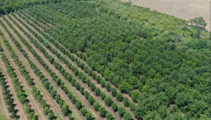 Crece una producción de nueces pecán en Río Piedras
