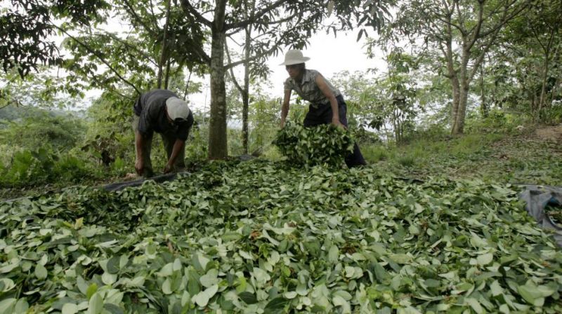 Ante la escasez y el sobreprecio, Salta podría empezar a producir hojas de coca