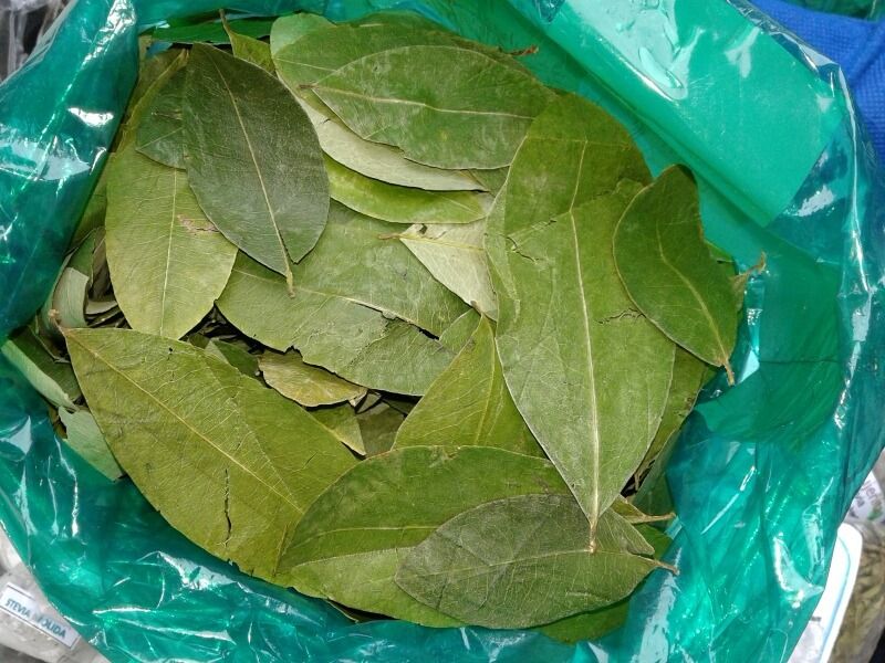 El Senado analiza legalizar la venta de hojas de coca