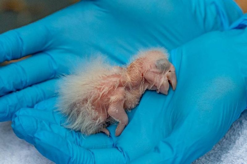 Buscarán en el Iberá padres adoptivos para un pichón de guacamayo