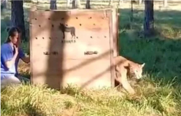 Tras realizarle curaciones, liberaron al puma que apareció en Corrientes