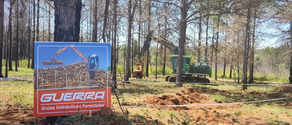 La Dinámica Forestal y las oportunidades en el mercado de bonos de carbono