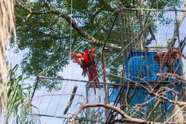 CUATRO NUEVOS GUACAMAYOS ROJOS VUELAN LIBRES EN IBERÁ