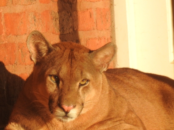 Enorme puma apareció en la zona urbana de una localidad del interior de Corrientes