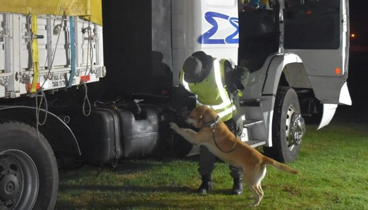 Decomisan más de 233 kilos de marihuana