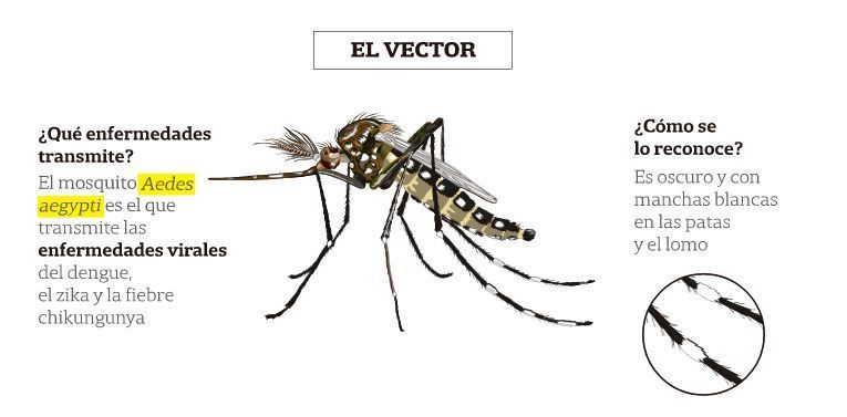 Alerta por el dramático aumento de los casos de dengue