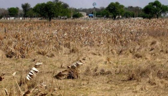 El Gobierno declaró la emergencia agropecuaria en Rivadavia y parte de San Martín