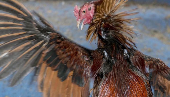 En Metán investigan riñas de gallos