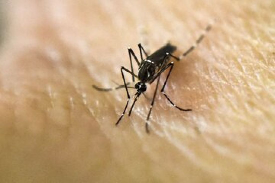Brote histórico de dengue: hay 96 muertos y 17 provincias en alerta sanitaria