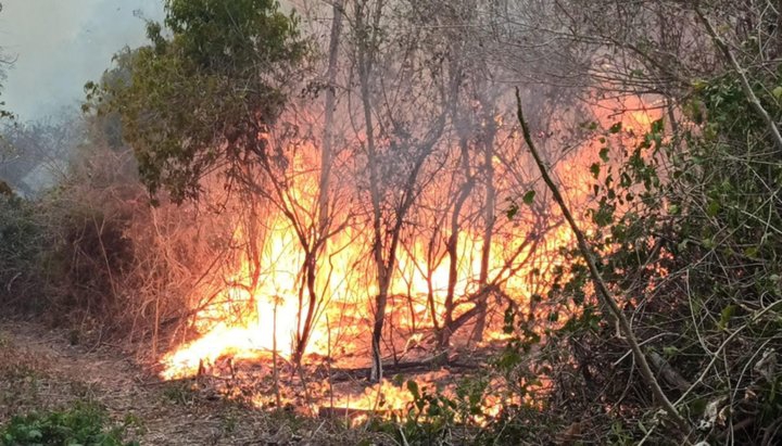 Unas 1.310 hectáreas fueron consumidas por el fuego en Orán