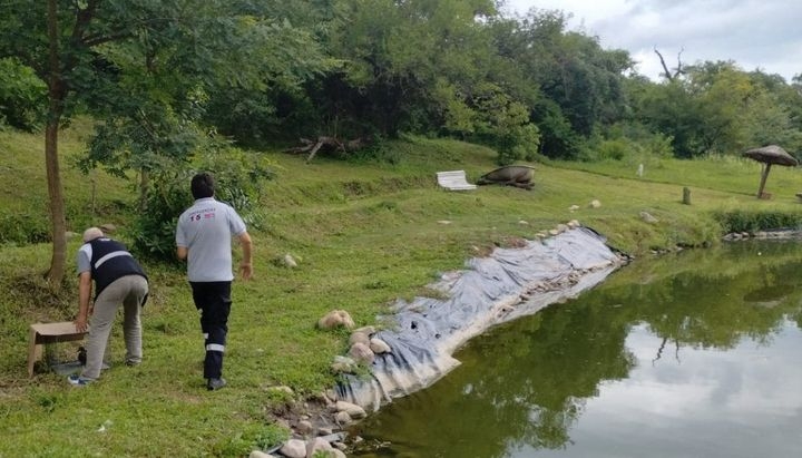 Trasladan patos silvestres hallados en una casa de Salta