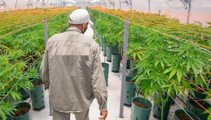 Salta se sube al tren del cannabis medicinal