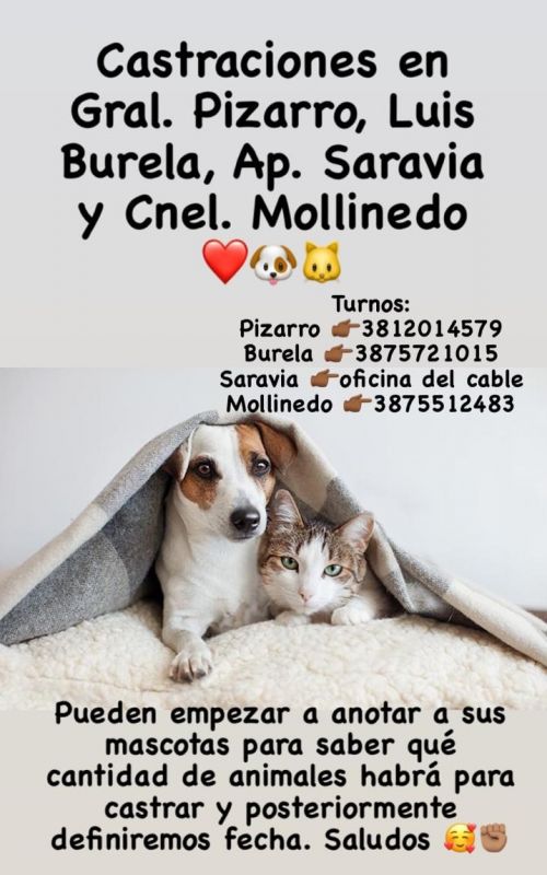 CASTRACIONES DE PERROS Y GATOS