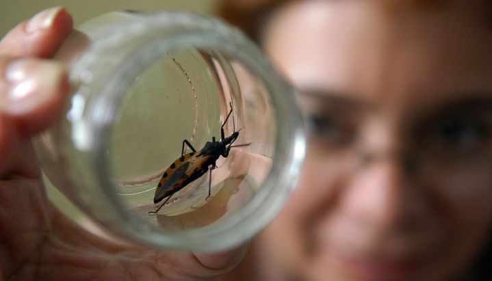 Chagas:cada año se fumiga menos contra las vinchucas