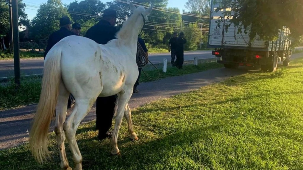 Más de 400 animales sueltos en las rutas salteñas: crece un problema que nadie controla