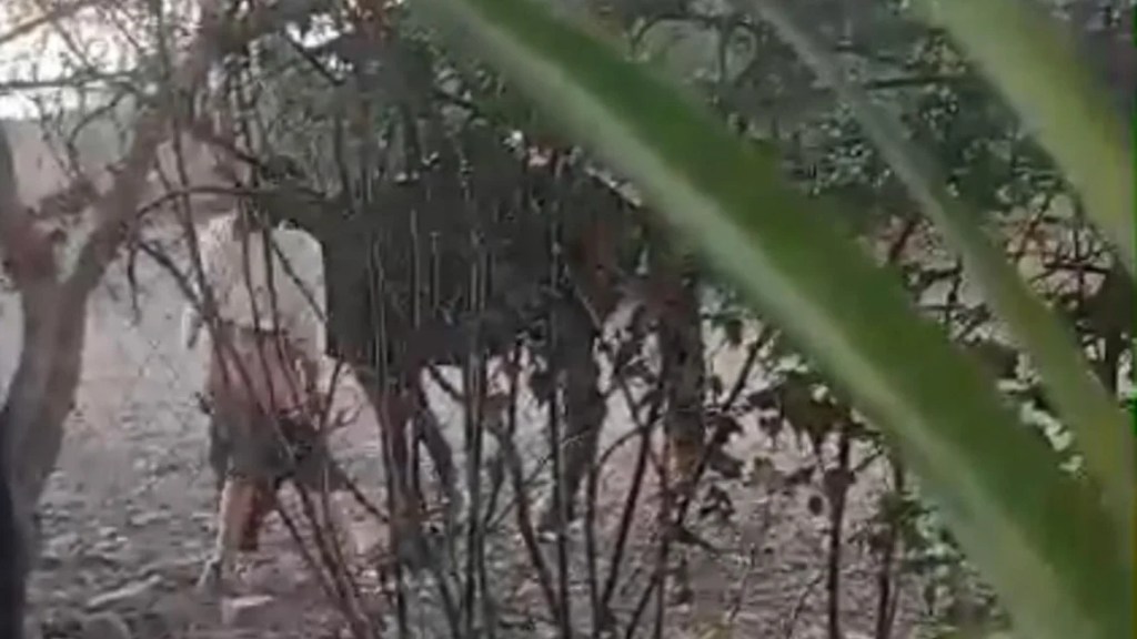 Campo Quijano: El indignante caso de zoofilia tendrá medidas reparatorias