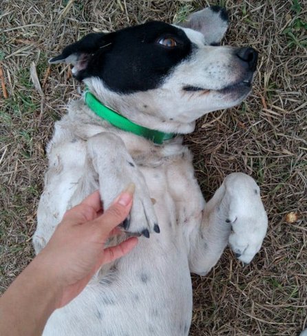 Horror en Cerrillos: ultimaron de varias puñaladas a una perrita indefensa y tiraron su cuerpo en un descampado