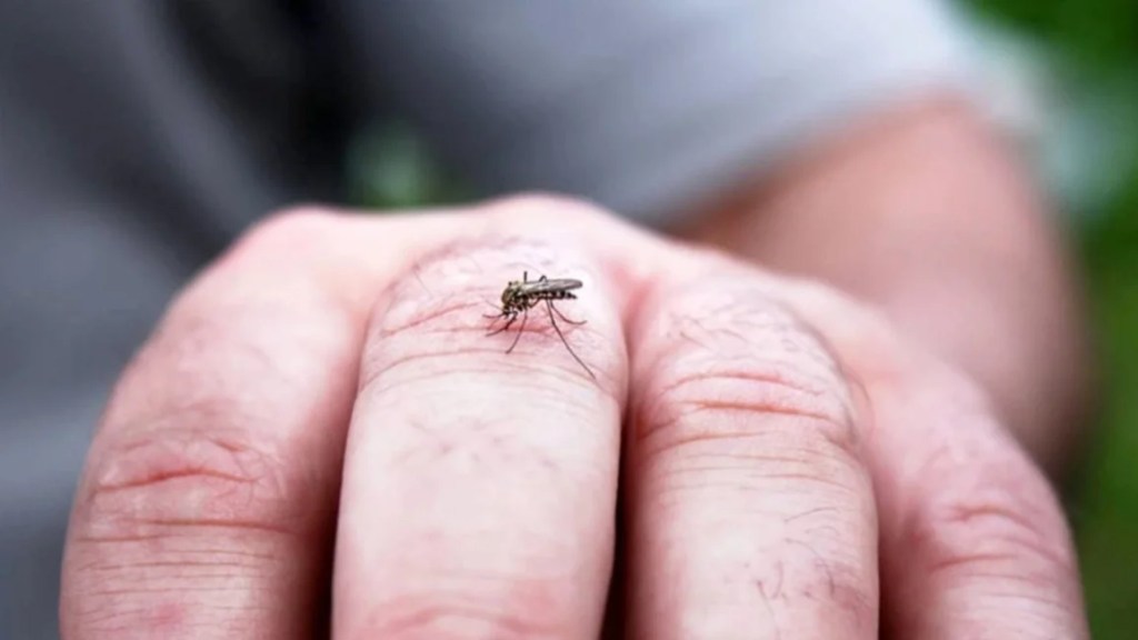 Alerta dengue: Cómo evitar que el mosquito del dengue se reproduzca en casa y transmita la enfermedad