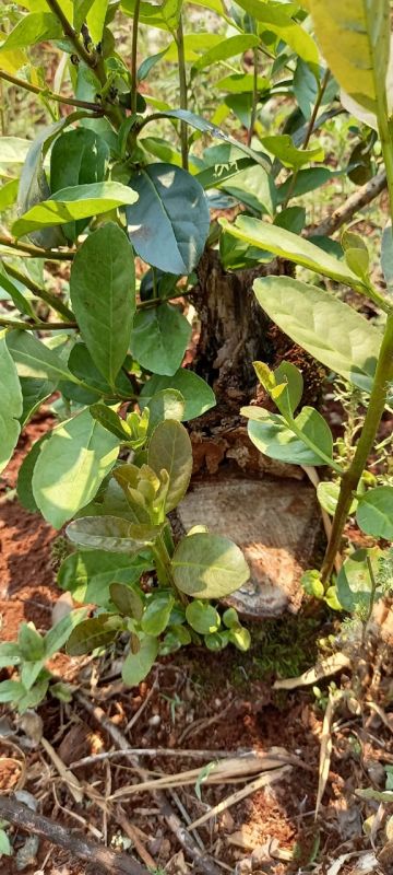 Fertilizante orgánico y casero para multiplicar hojas de yerba mate