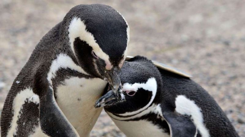El Instituto Misionero de Biodiversidad repudia la matanza de pingüinos de Magallanes en Punta Tombo