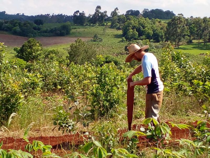 Comunales sanvicentinas: Los Hort crearon semilleros de cubiertas verdes para yerbales, con apoyo del INYM